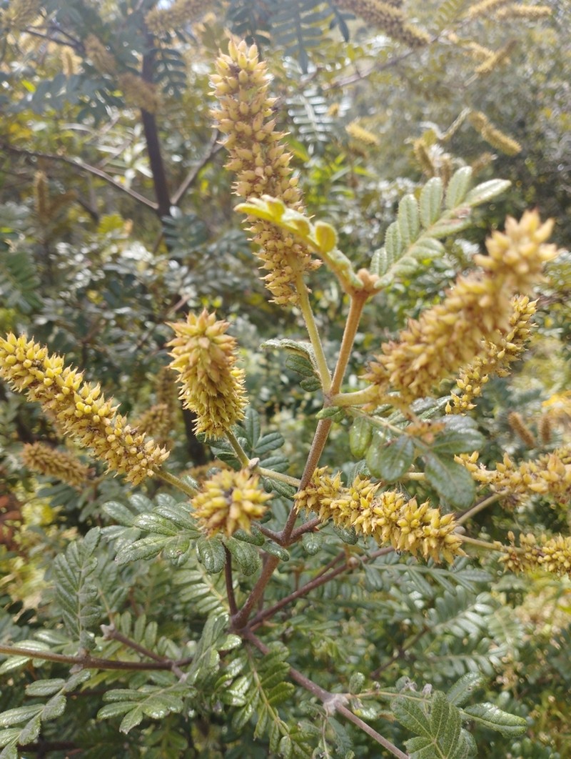 Weinmannia cymbifolia photo 2