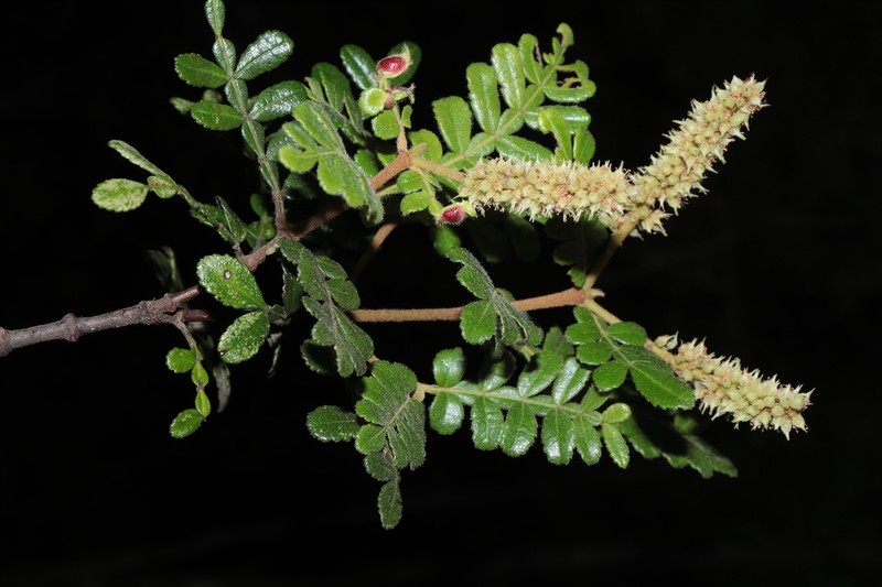 Weinmannia cymbifolia photo 3