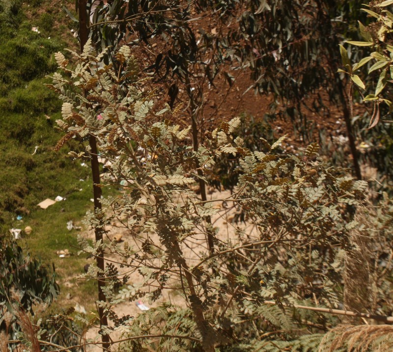 Weinmannia cymbifolia photo 4