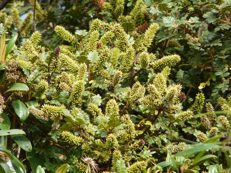Weinmannia cymbifolia photo 6