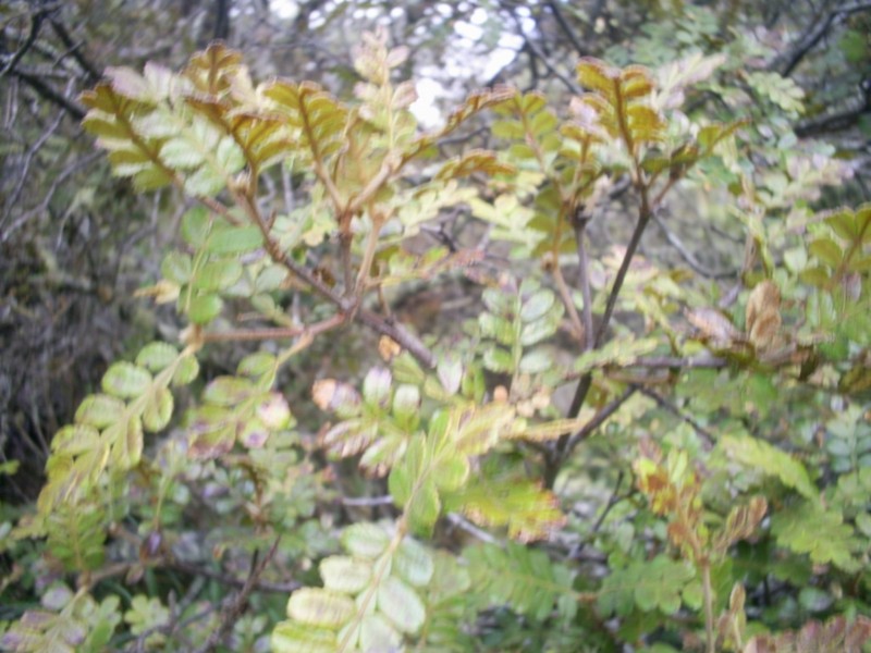 Weinmannia cymbifolia photo 7