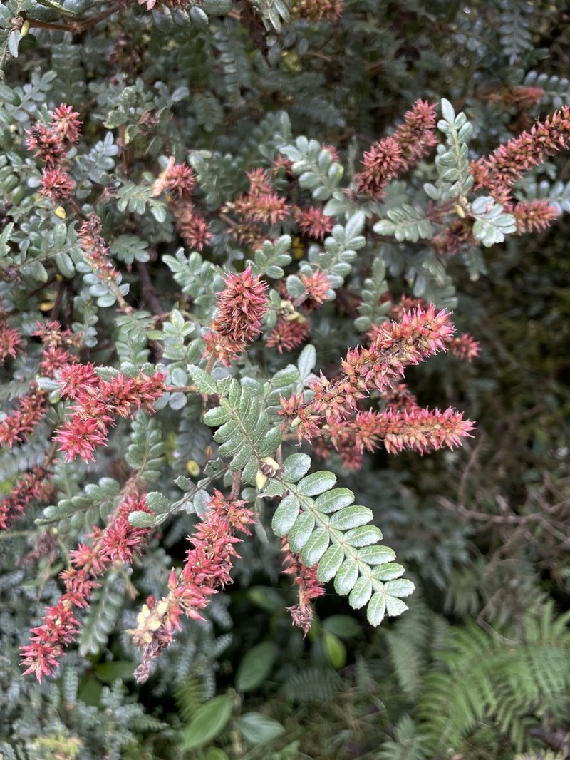 Weinmannia cymbifolia photo 8