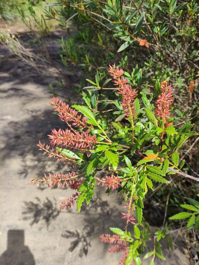 Weinmannia discolor
