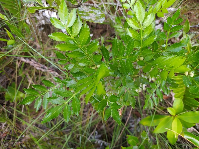 Weinmannia discolor photo 2