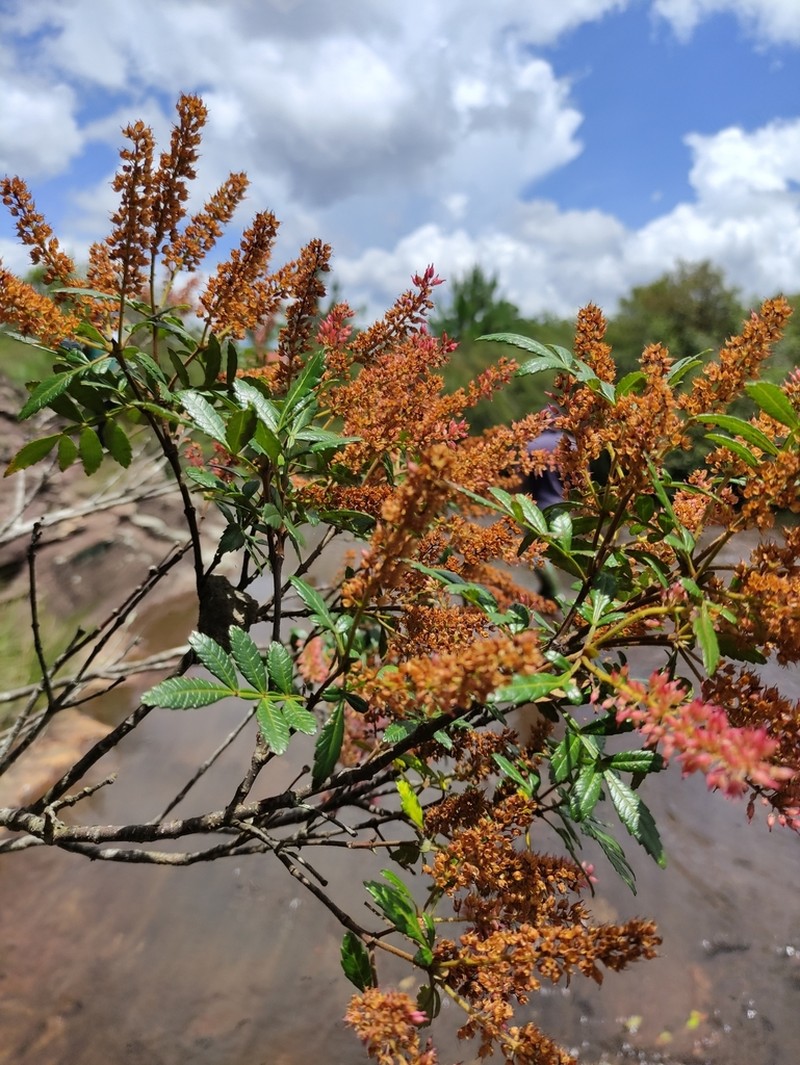 Weinmannia discolor photo 3