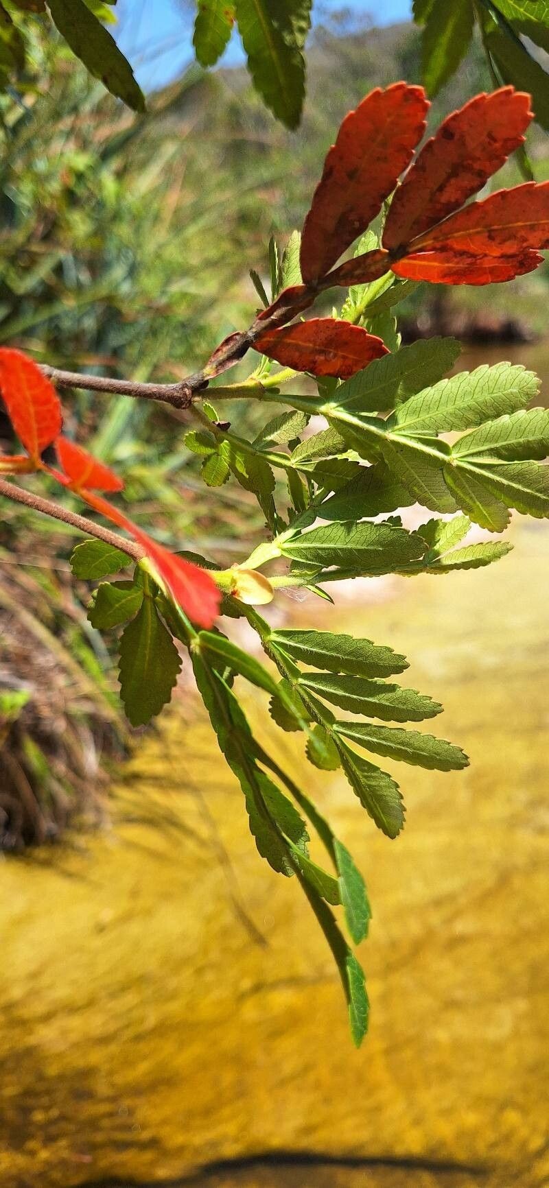 Weinmannia discolor photo 4