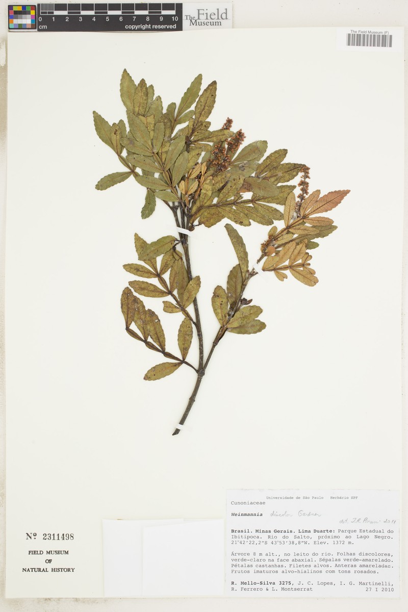 Weinmannia discolor photo 5