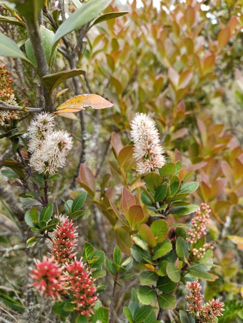 Weinmannia elliptica