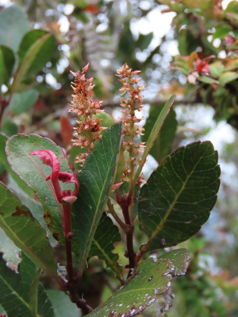 Weinmannia elliptica photo 2