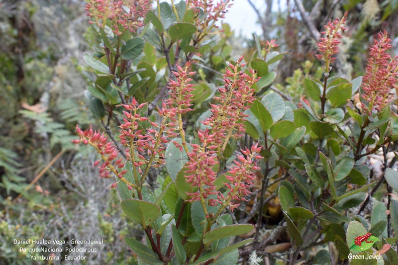 Weinmannia elliptica photo 3