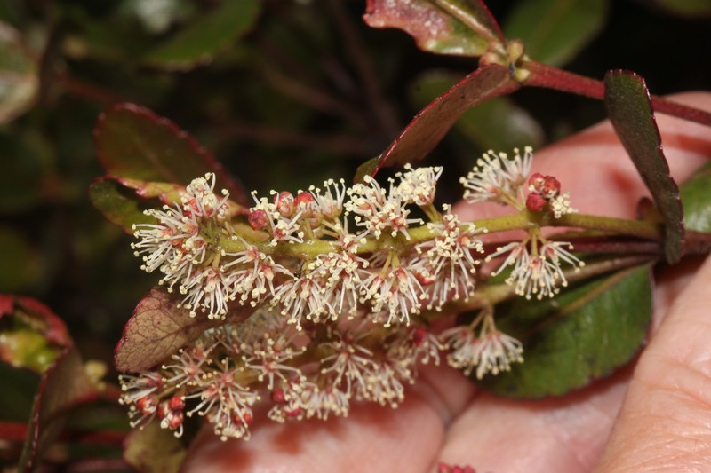 Weinmannia elliptica photo 4