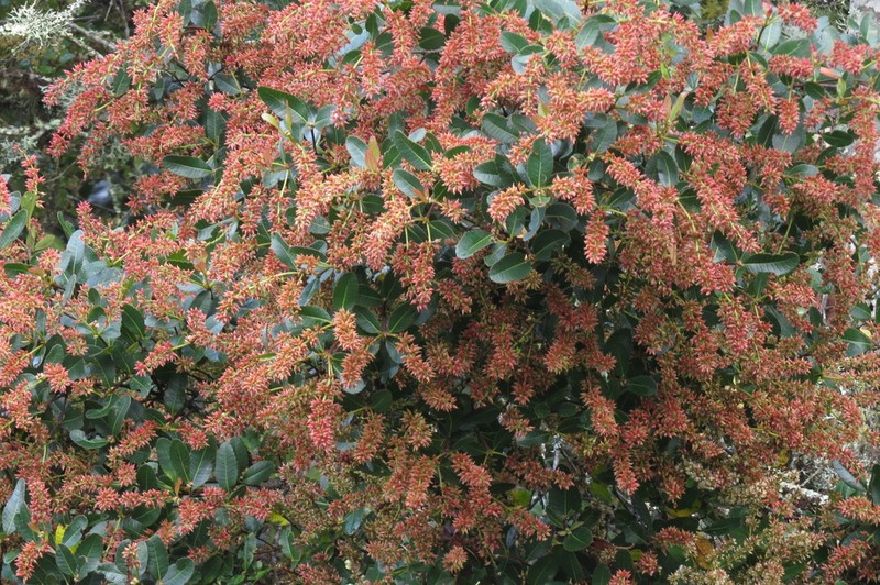 Weinmannia elliptica photo 5