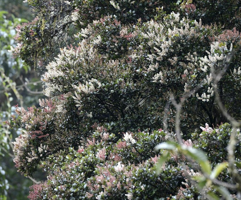 Weinmannia elliptica photo 6