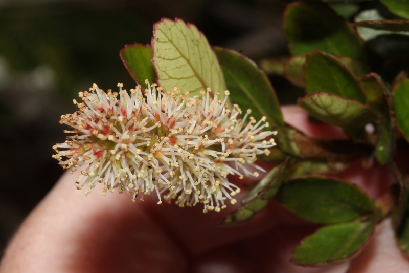 Weinmannia elliptica photo 7
