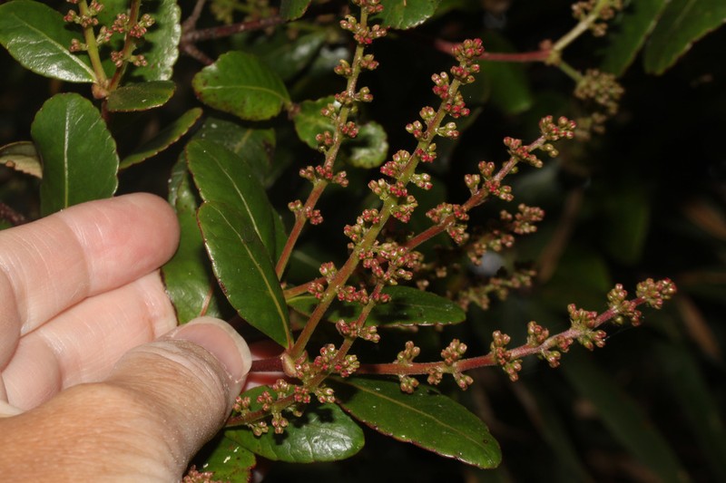 Weinmannia elliptica photo 8