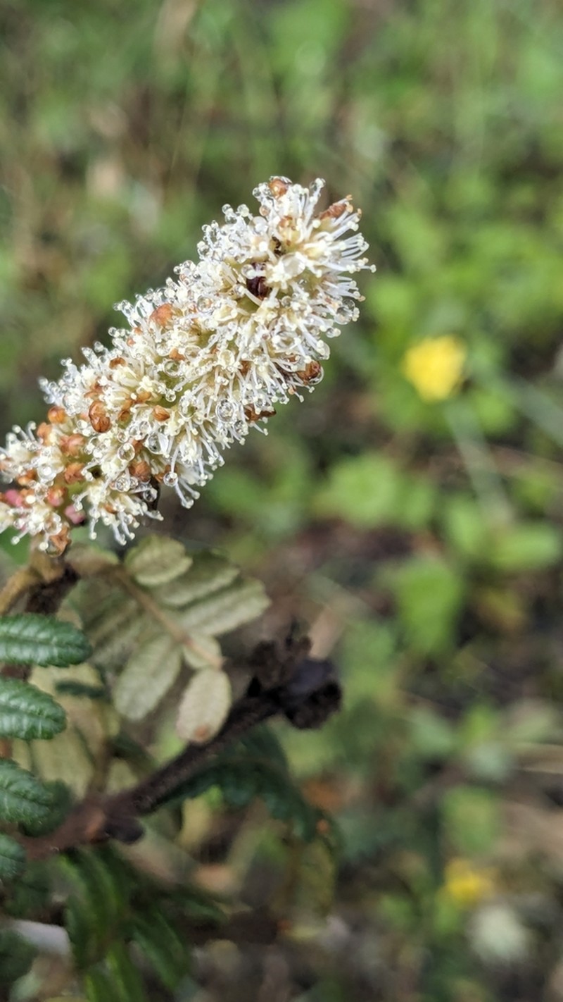 Weinmannia epicae