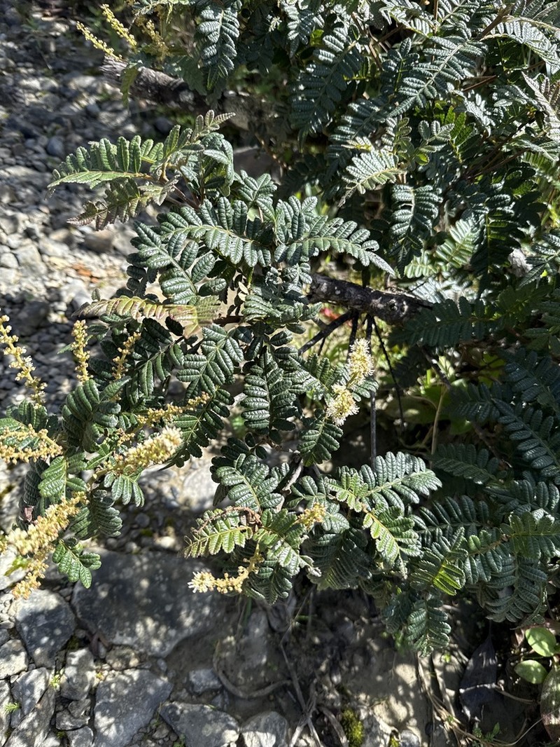 Weinmannia epicae photo 2