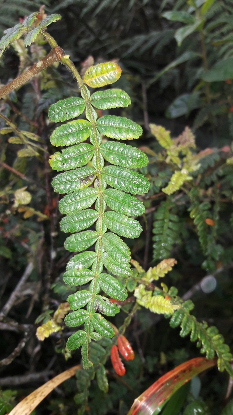 Weinmannia epicae photo 3