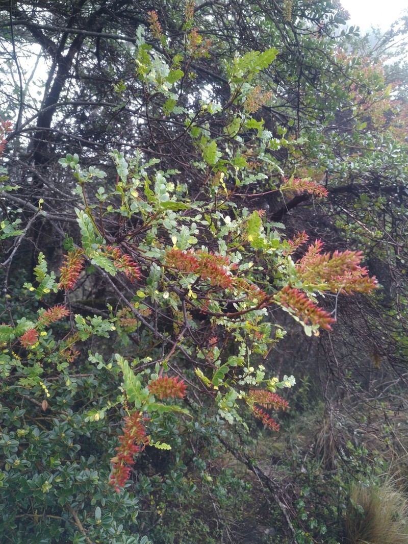 Weinmannia fagaroides