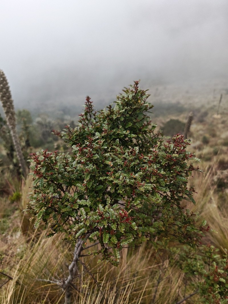 Weinmannia fagaroides photo 2