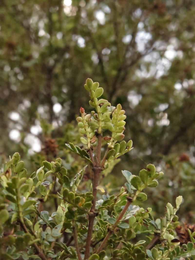 Weinmannia fagaroides photo 3