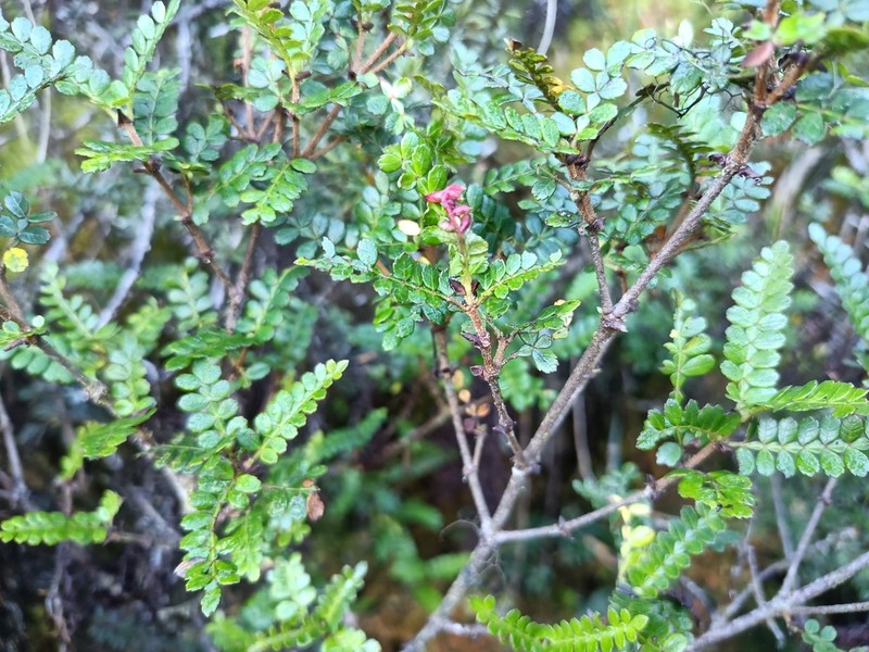 Weinmannia fagaroides photo 5