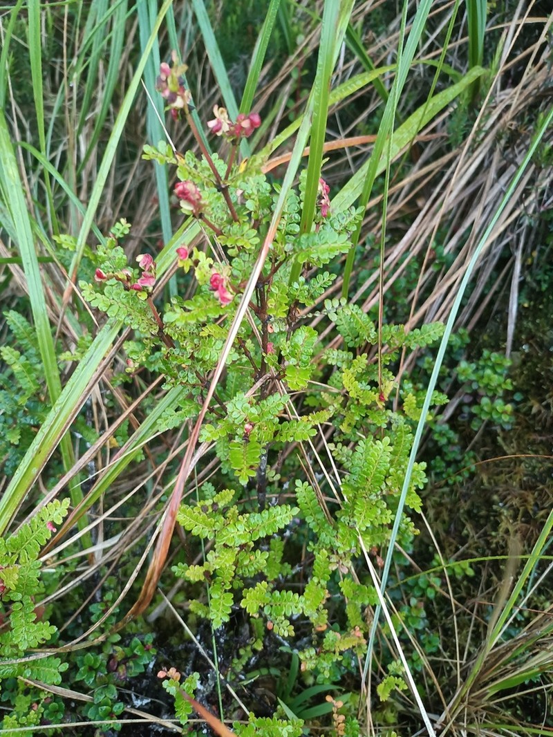 Weinmannia fagaroides photo 6