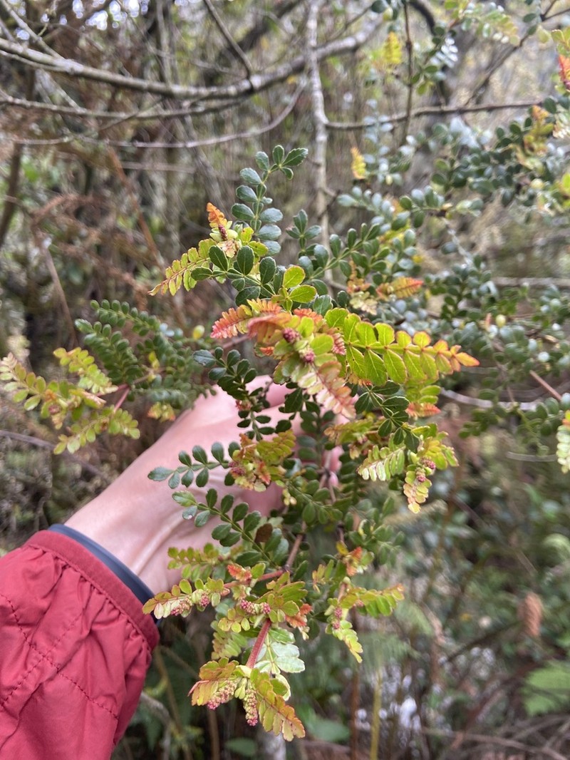 Weinmannia fagaroides photo 7