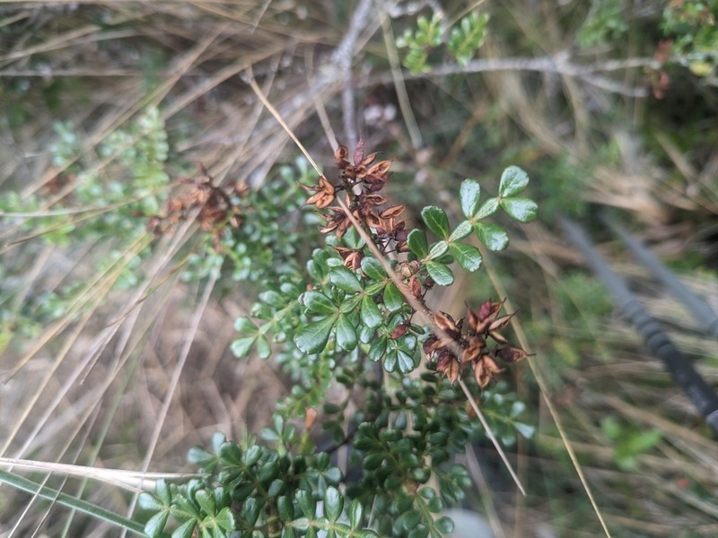 Weinmannia fagaroides photo 8