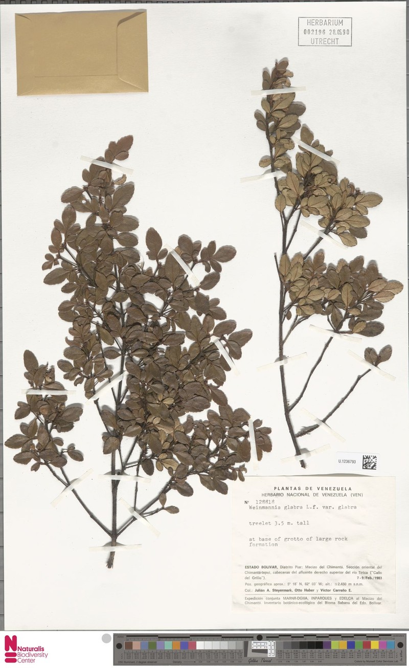 Weinmannia glabra