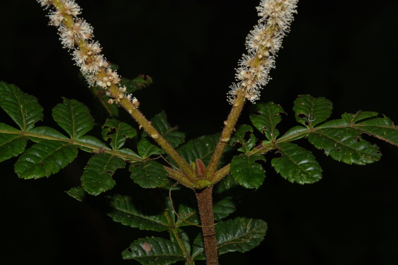 Weinmannia glomerata