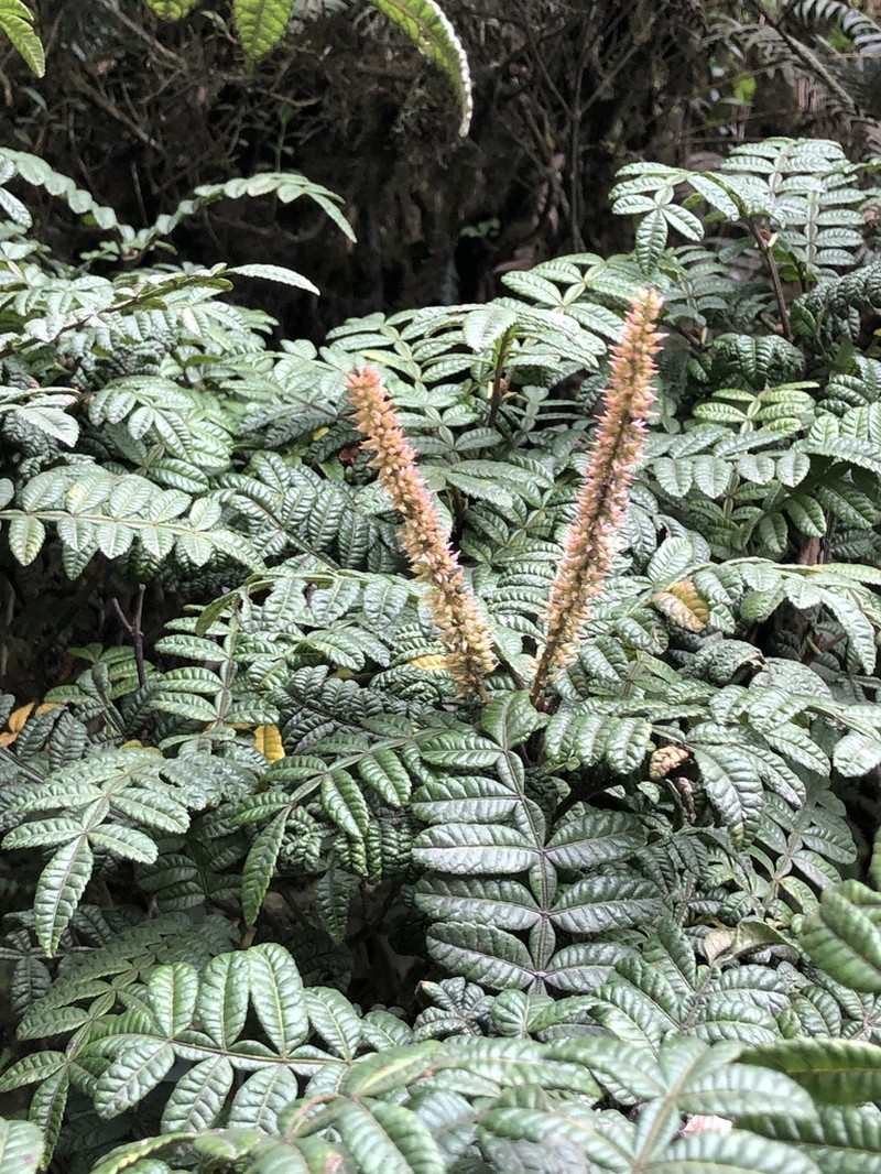 Weinmannia glomerata photo 2