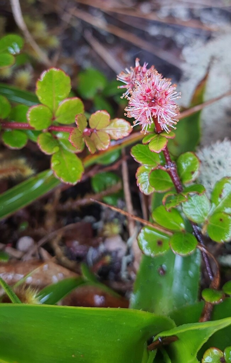 Weinmannia guyanensis
