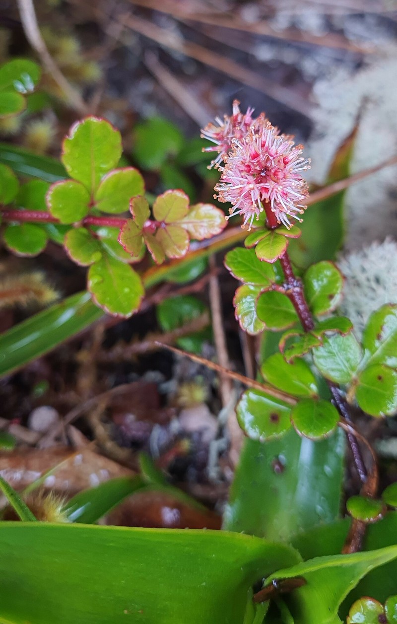 Weinmannia guyanensis photo 2