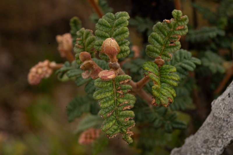 Weinmannia haenkeana photo 2