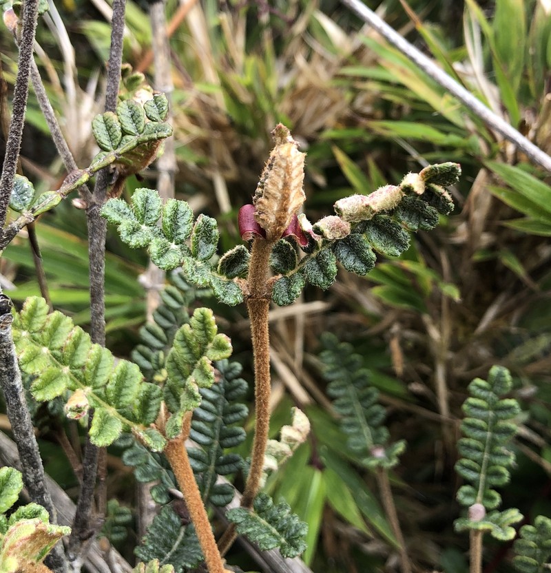 Weinmannia haenkeana photo 3