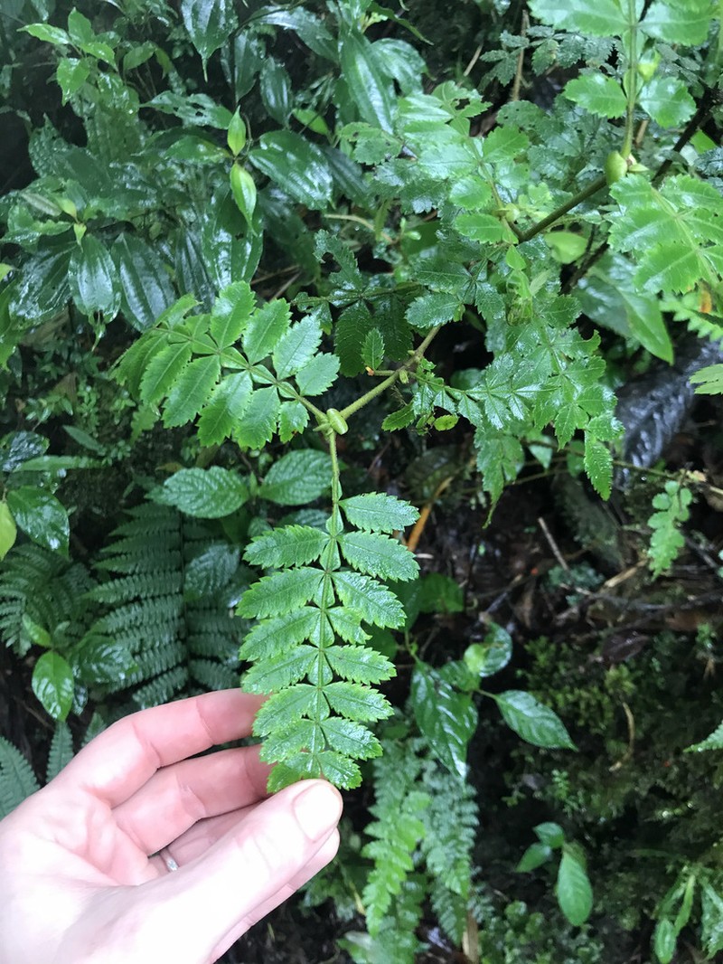 Weinmannia horrida