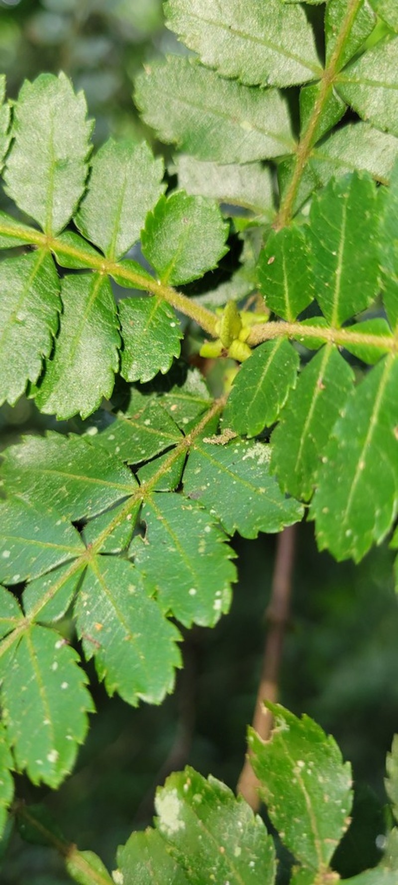 Weinmannia horrida photo 3