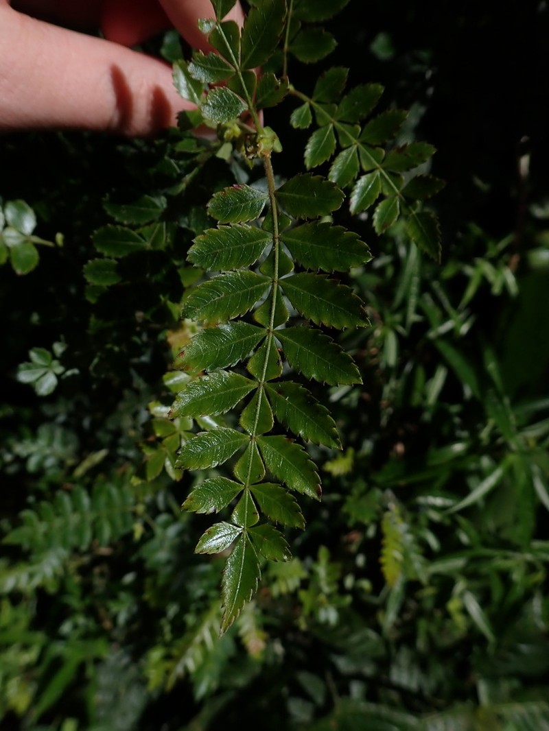 Weinmannia horrida photo 4