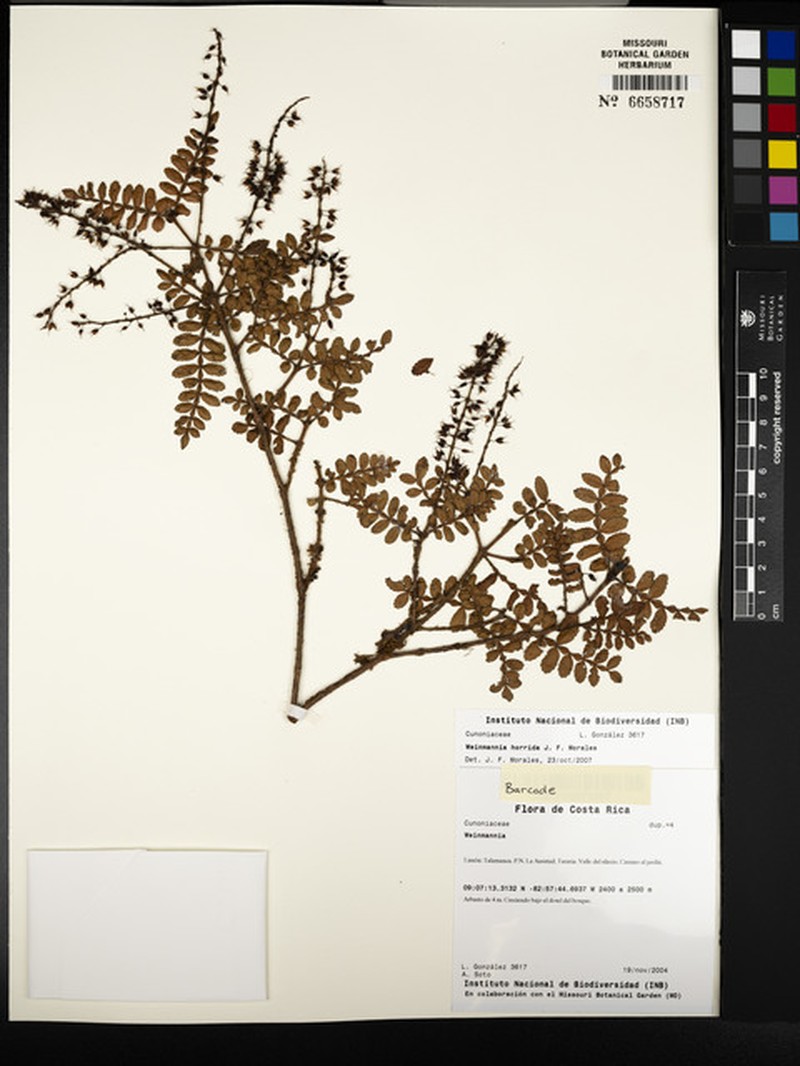 Weinmannia horrida photo 6