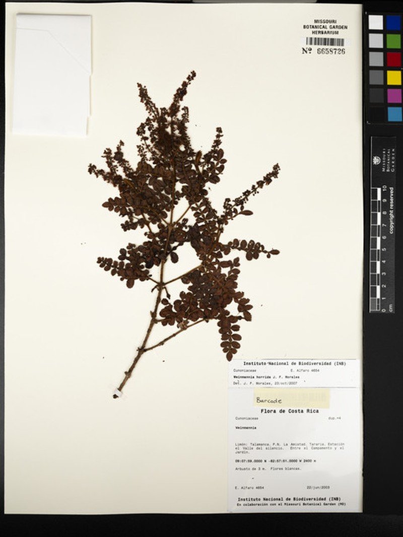 Weinmannia horrida photo 7