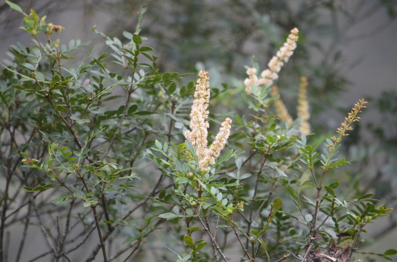 Weinmannia humilis