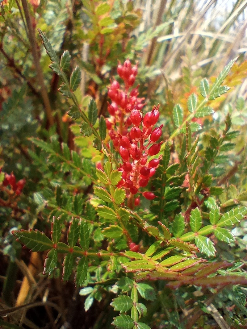 Weinmannia humilis photo 2