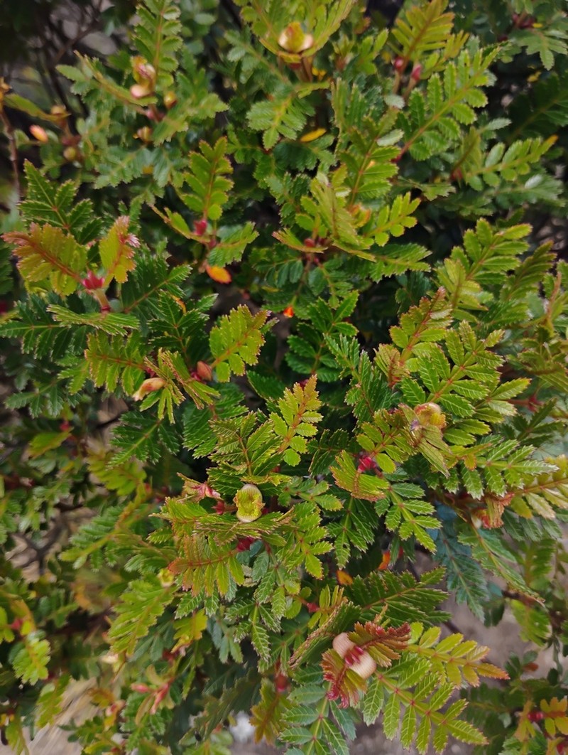 Weinmannia humilis photo 3
