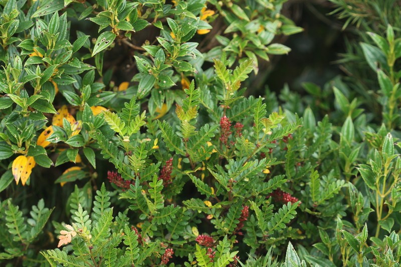 Weinmannia humilis photo 4