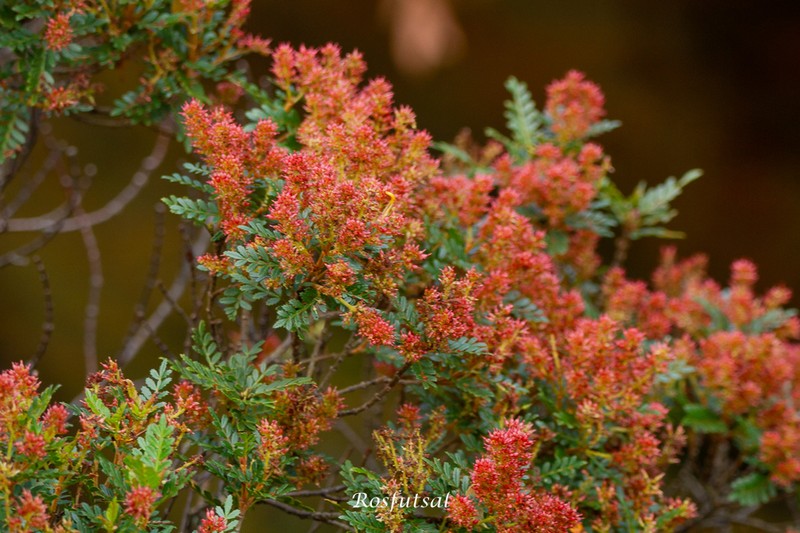 Weinmannia humilis photo 5
