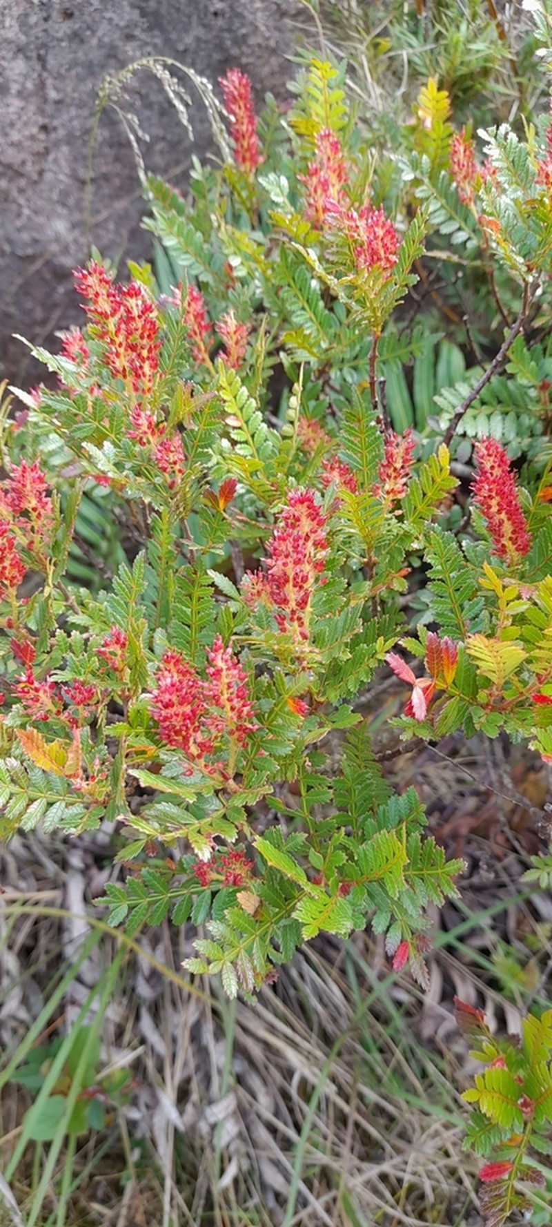 Weinmannia humilis photo 6