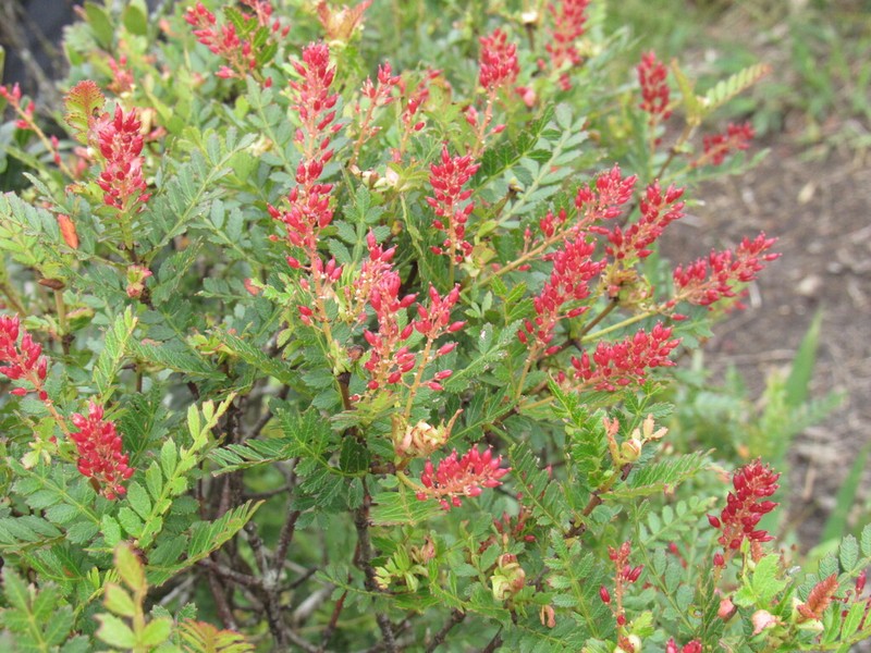 Weinmannia humilis photo 7