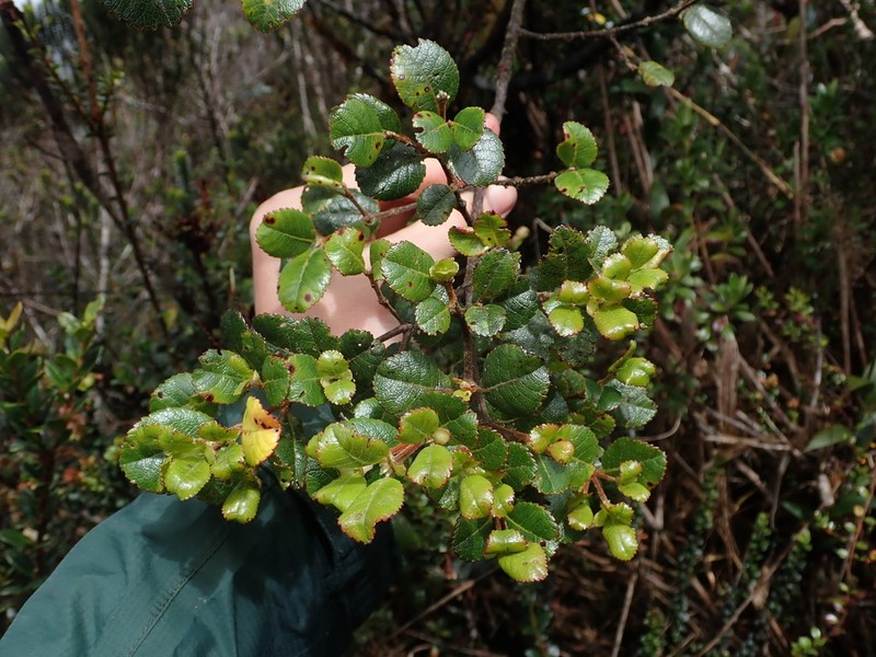 Weinmannia jelskii