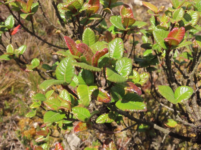 Weinmannia karsteniana photo 3